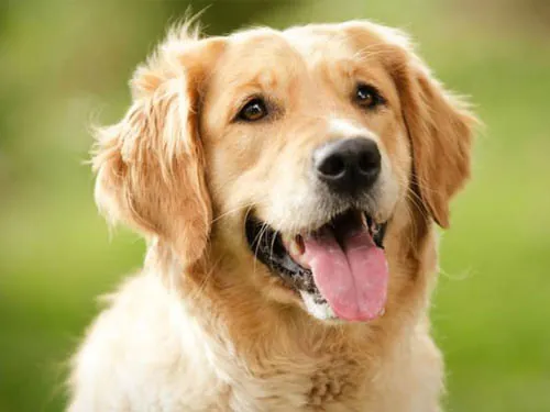 Golden retriever feliz e saudável