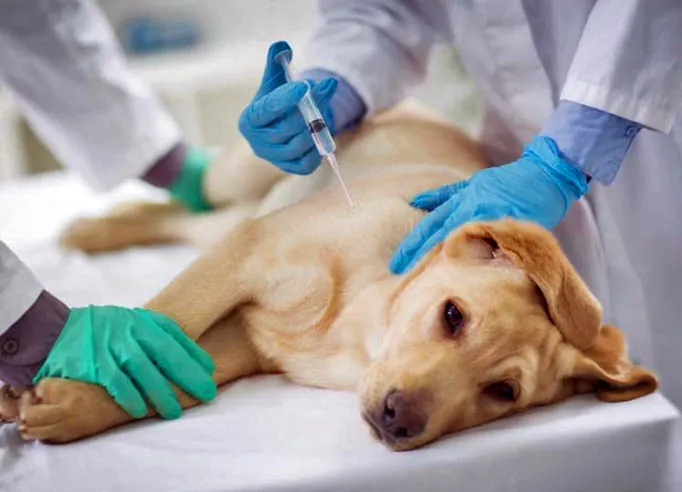 Cão labrador sendo preparado por equipe veterinária para procedimento
