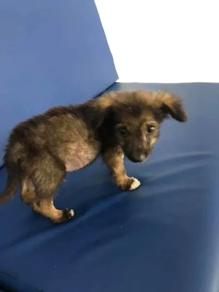 Filhote de cão em atendimento veterinário