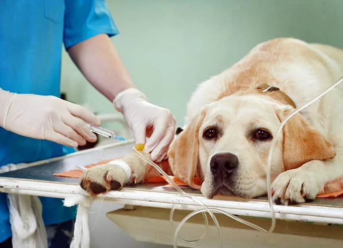 Cão labrador recebendo atendimento veterinário de emergência
